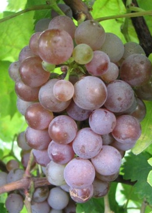 Kernling IMG 1281